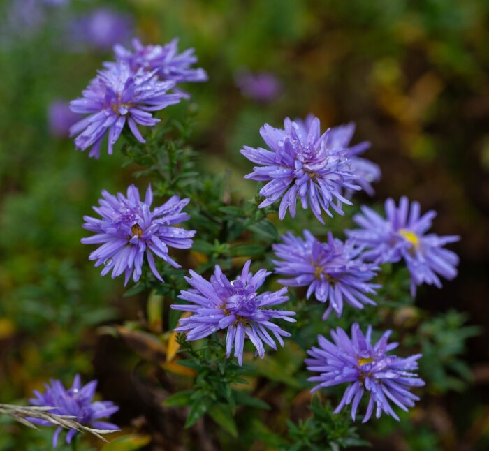 Färgglada höstastrar i lila nyans blommar i en trädgård.