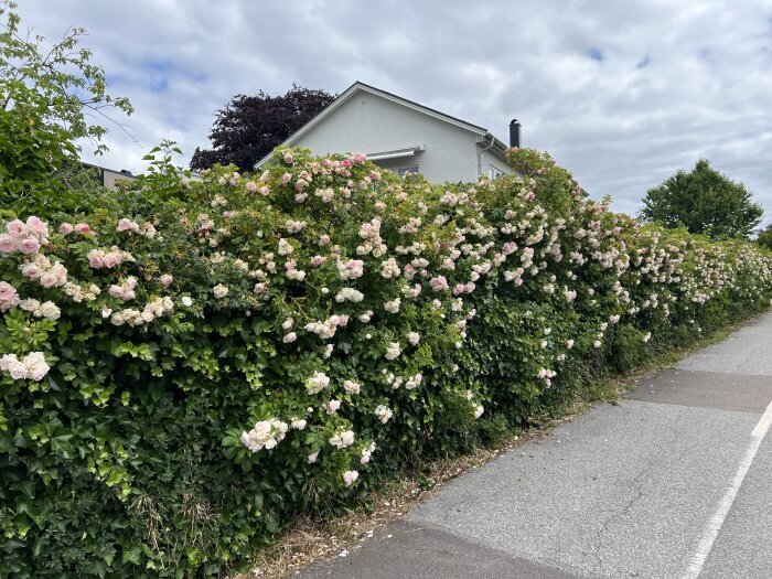 En tät och frodig rosenhäck med rikliga ljusrosa blommor längs en trottoar, en vit byggnad syns i bakgrunden.
