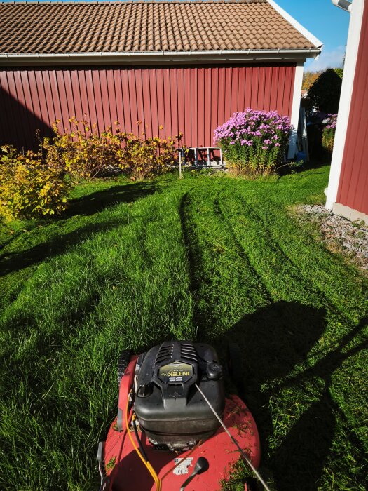 Röd gräsklippare på en klippt gräsmatta framför en röd byggnad med gula och lila blommor mot väggen i höstsol.