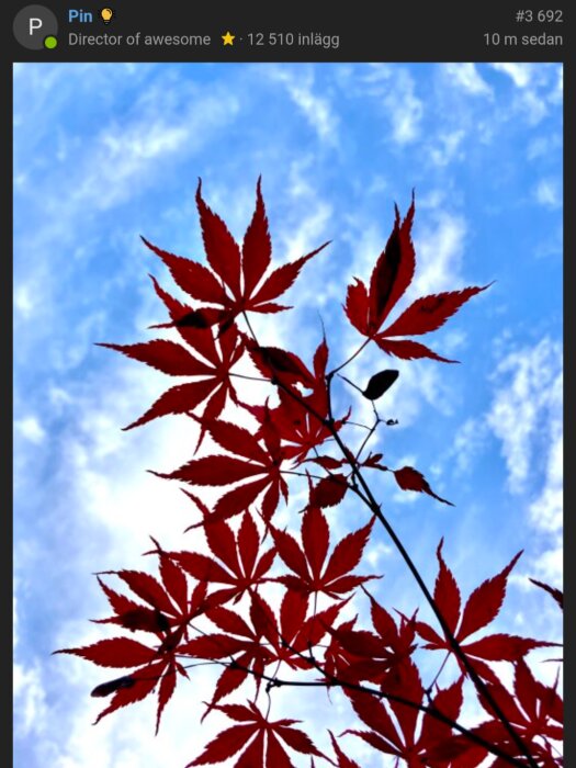 Röda japanska lönnlöv mot en blå himmel med vita moln.