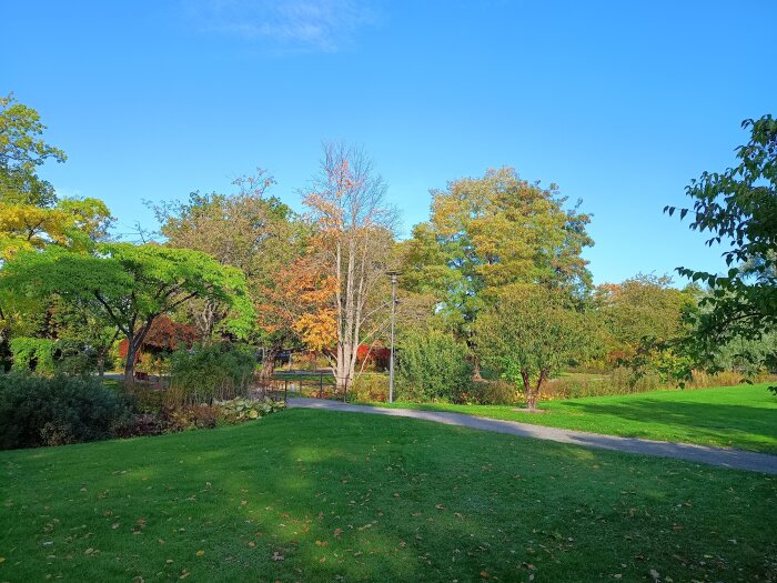 Rothoffsparken i Eskilstuna under hösten med grön och gulnande vegetation, en grusgång och klar blå himmel.