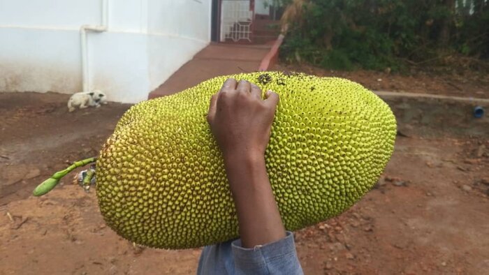 En person håller en stor jackfruit över axeln utomhus, med en hund i bakgrunden.