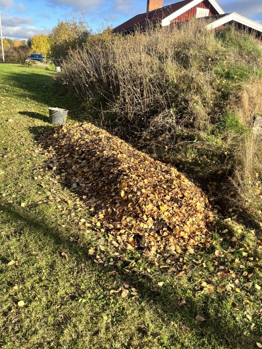 Höstlöv prydligt staplade i en hög på en gräsmatta, med en hink vid sidan, en röd lada syns i bakgrunden under en solig höstdag.