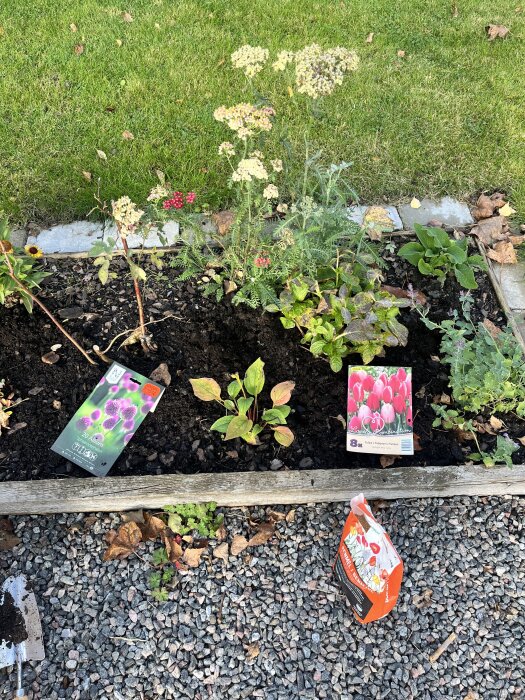 Odlingsbädd i trädgård med ett nyplanterat område, lökar, blomfröpåsar och verktyg synliga på marken.