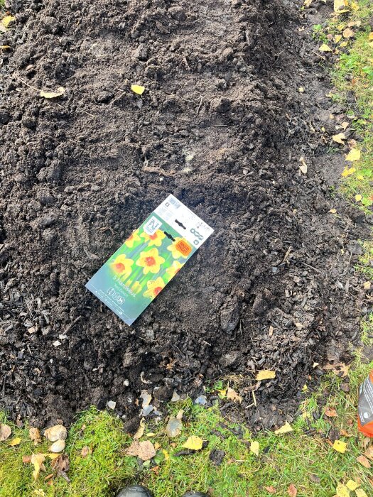 Narcisslökar i paket på jordig odlingsbädd, med gräs och höstlöv runtom.