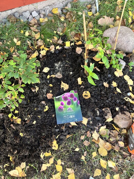 Odlingsbädd i trädgård med planteringsskylt för allium, omgiven av höstlöv och grönska.