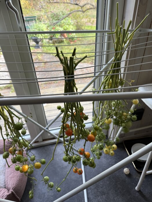 Tomatklasar i olika mognad hänger upp och ner från en torkställning inomhus nära ett fönster.