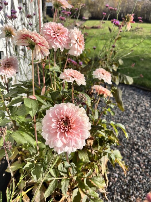 Ljusa rosa blommor, troligen dahlior, i solljus med gröna blad och grusig bakgrund.