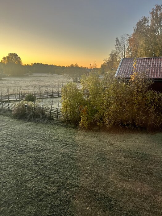 Frosttäckt gräsmatta i soluppgång med frostigt landskap, buskar och ett hus med tegeltak i bakgrunden.