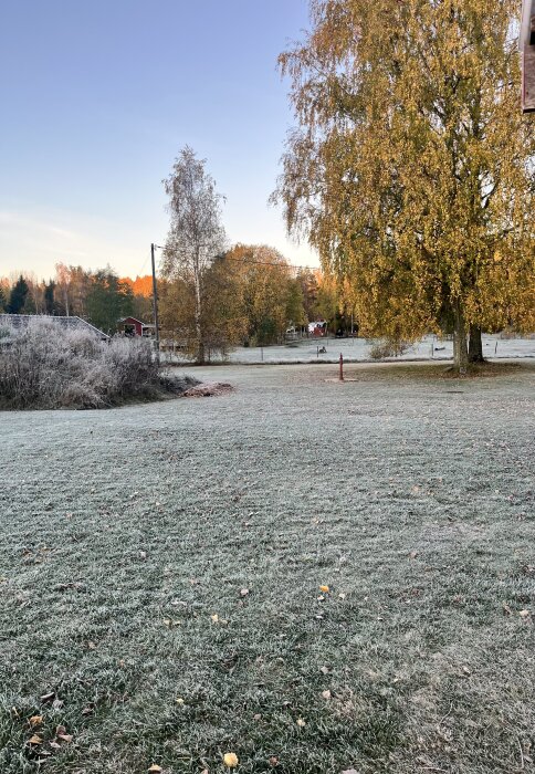 Frosttäckt gräsmatta med solsken, träd i gult höstlövverk, och röda stugor i bakgrunden på en klar morgon.