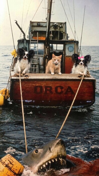 En katt och två hundar på en båt med texten "ORCA", håller i rep för en haj i vattnet.
