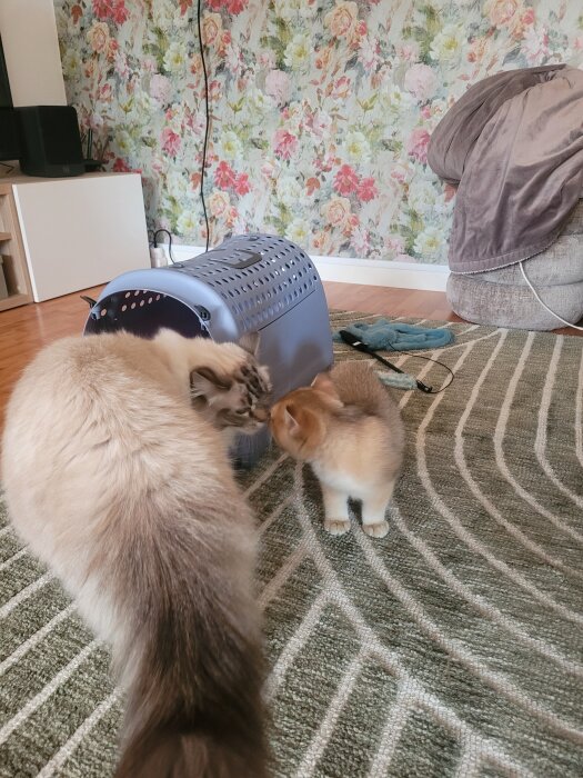 Två katter nosar på varandra framför en kattbur på en matta i ett rum med blommig tapet.