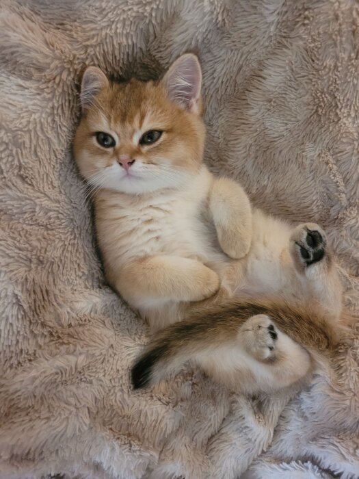 Söt kattunge liggande på en fluffig filt, tittar uppmärksamt med benen uppdragna.