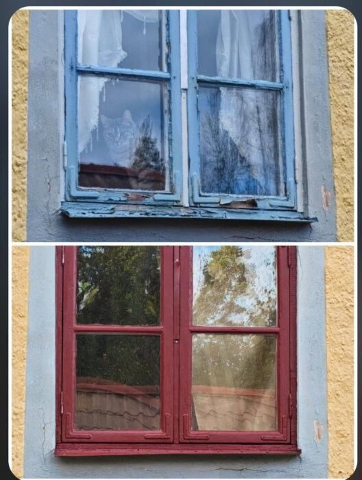 Gammalt blått och nytt rött träfönster på gul vägg, katt synlig i det övre fönstret.