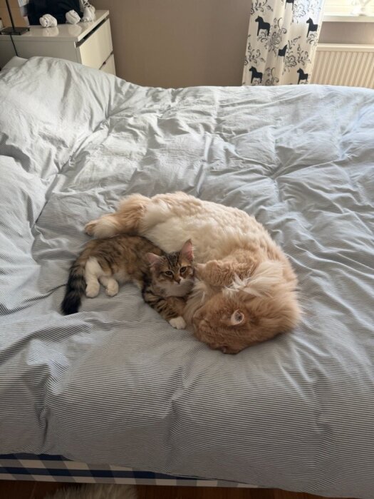 Två katter ligger och myser på en bäddad säng med ett randigt påslakan i ett rum med hundmönstrade gardiner.