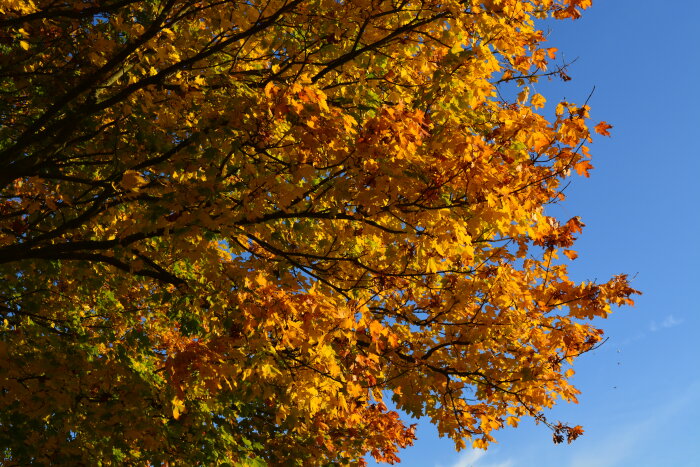 Träd med gula och orange höstlöv mot blå himmel.
