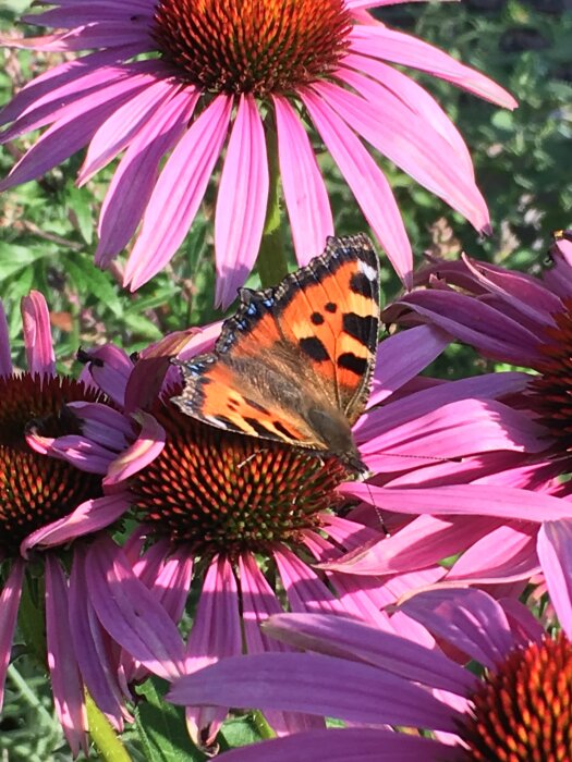 En fjäril med orange och svarta vingar sitter på rosa blommor i solljuset.