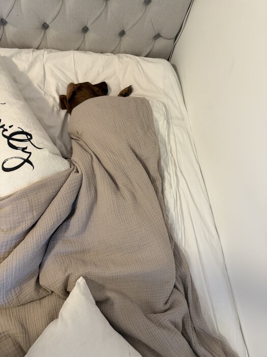 Hund som sover under en beige filt i en säng med en kudde och ett quiltat sänggavel.