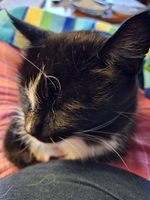Svartvit katt sover på någons knä, mjuk filt i bakgrunden.