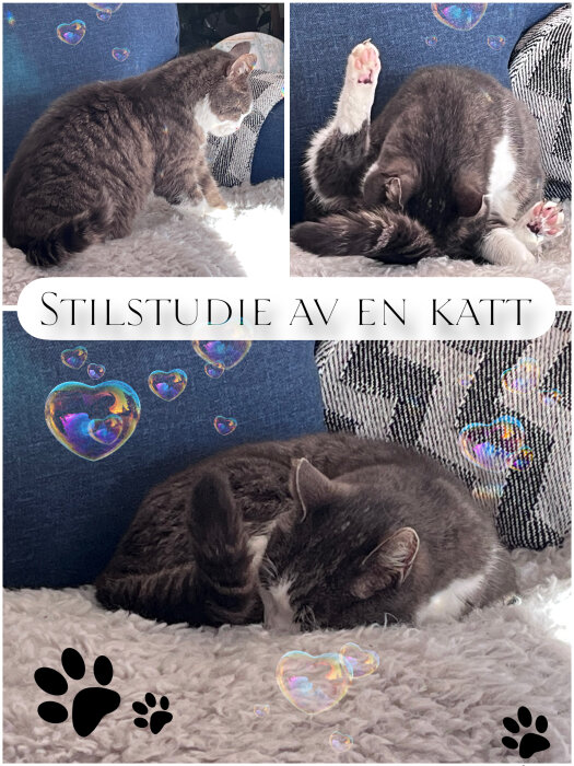 Tre bilder av en grå och vit katt på en soffa, omgiven av flygande bubblor och tassavtryck. Texten "Stilstudie av en katt" syns.