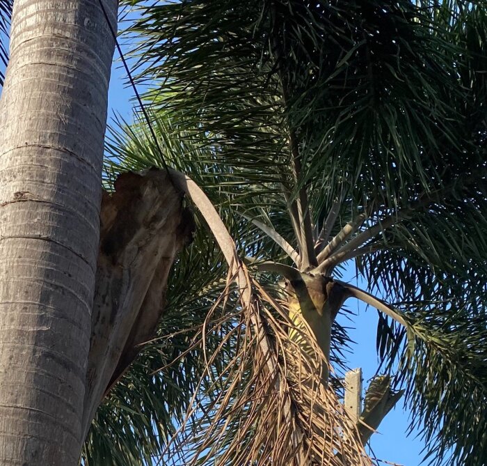 Lutande palmstam med blad nära fiberinternetkabel mot en klarblå himmel.