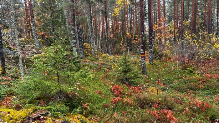 En skog med tallar, små granar och färgglatt lövverk i höstfärger. Marken är täckt av mossa och fuktiga löv.