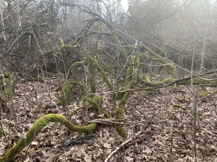 Vildvuxet äppelträd med taggiga grenar och mossa i skogsmiljö, där trädet har vuxit fritt sedan 70-talet.