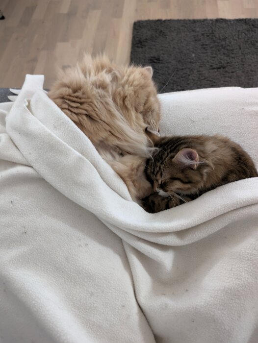 Två katter myser under en vit filt på ett trägolv, omgivna av höststämning.