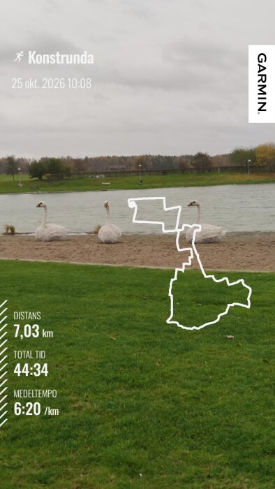Tre vita svanar vid en sjö med en löprunda markerad över bilden. Gräsmatta i förgrunden och skog i bakgrunden under en grå himmel.