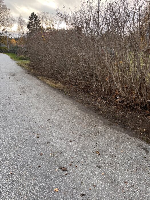 Beskuren syrenhäck längs en landsväg, nyligen rensad och trimrad mark vid tomtgräns. Kullerstensväg och vinterträd i bakgrunden.