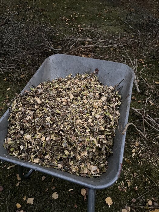 Skottkärra fylld med träflis och grenar efter trädgårdsarbete. Bakgrund med grenar på marken.