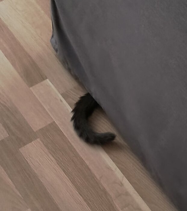 En katt svans syns sticka ut under en soffa på ett trägolv.