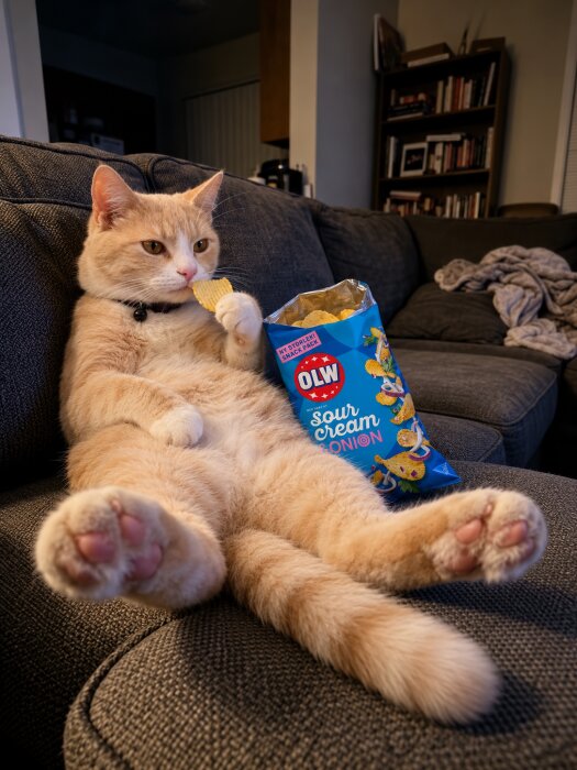 En katt sitter i en soffa och äter en chips, med en påse OLW sour cream & onion bredvid.