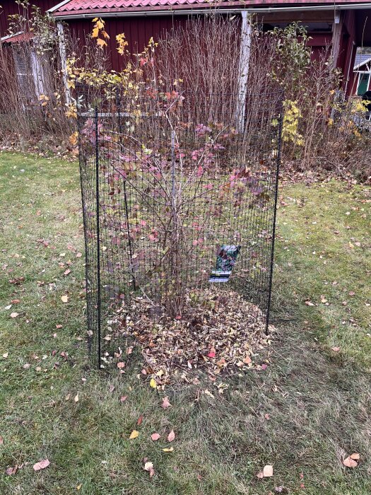 Nyplanterat äppelträd omgärdat med stängsel för att skydda mot rådjur, placerat på en gräsmatta med höstlöv.