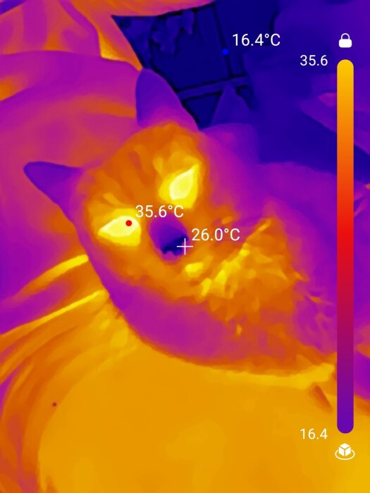 Termisk bild av en katt där de varmaste delarna visas i gult och de kallaste i blått, med temperaturer från 16,4°C till 35,6°C.