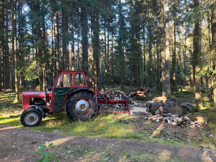 Röd traktor vid en vedhuggning i skogen, omgiven av granar. Utsågat timmer och vedhög syns i bakgrunden.