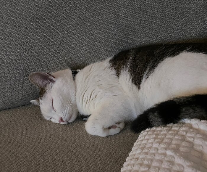Katt sover på en grå soffa.