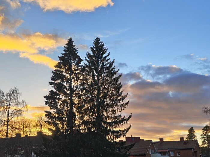 Solnedgång bakom tallar och hustak i ett bostadsområde, med blå himmel och moln i bakgrunden.