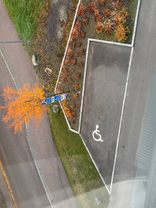 Handikapparkering omgiven av gräs och buskar, med ett träd i höstfärger bredvid en trottoar.