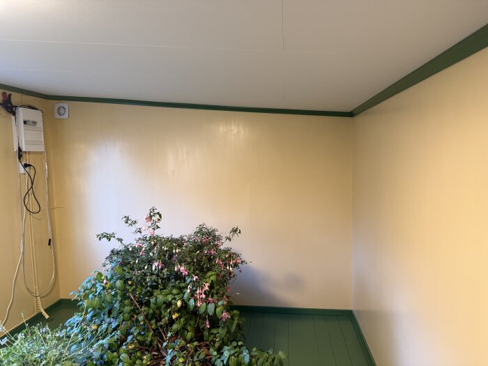 Gröna taklister och golv i ett rum med beige väggar; växter med rosa blommor placerade mot väggen.