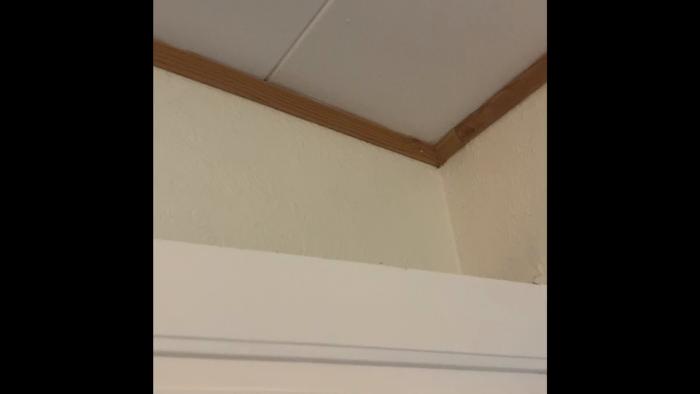 Upptäck vilka djurläten som hörs från en vägg inomhus. Är det möss, råttor eller fågelungar? Diskussion och tips om hur man identifierar och åtgärdar problemet.