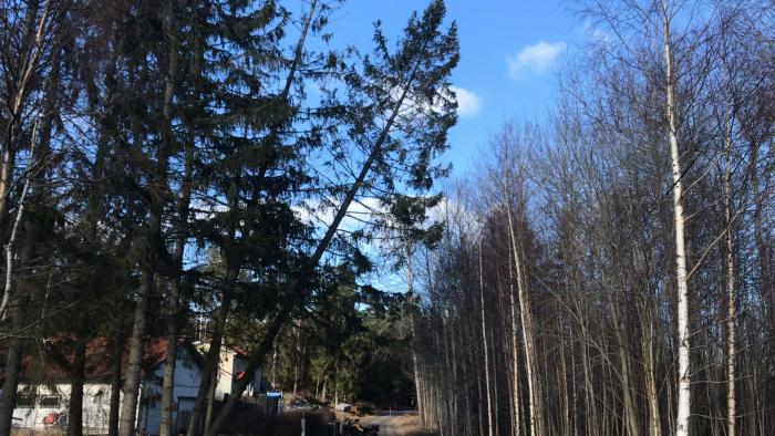 Efter en storm behövde två lutande granar tas ner snarast för att undvika skador, trots risken med närheten till en teleledning längs vägen. Filmen visar arbetet med trädfällningen.