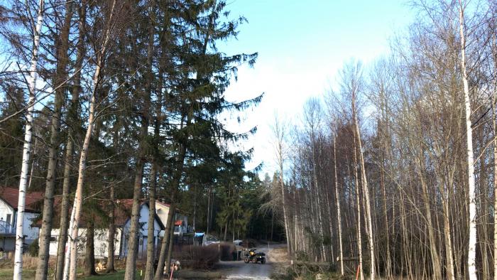 Efter en storm fälldes två träd nära en teleledning längs en väg. Videon kanske inte visar ledningen på grund av slyet, men fällningen var akut för att undvika skador.