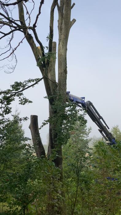 Se en stor bok bli nedtagen med hjälp av kranbil, ett projekt som kostade 7200kr efter RUT-avdrag. Lär dig om kostnaden och processen.