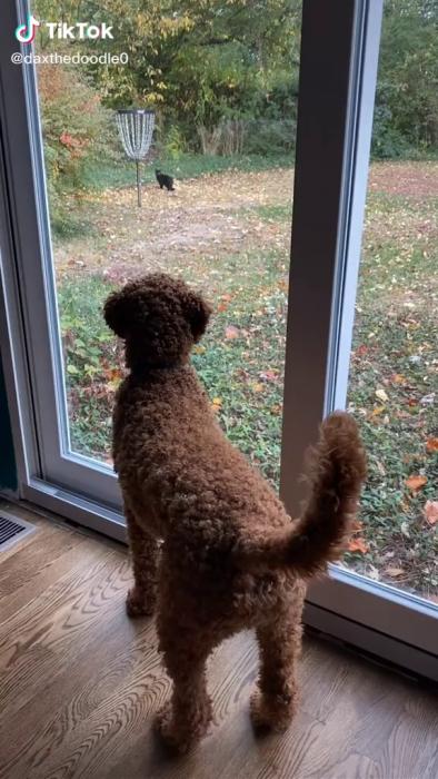 Se en nyfiken hund som försiktigt iakttar en fågel ute i trädgården. Ett charmigt ögonblick som visar djurens förmåga till interaktion.