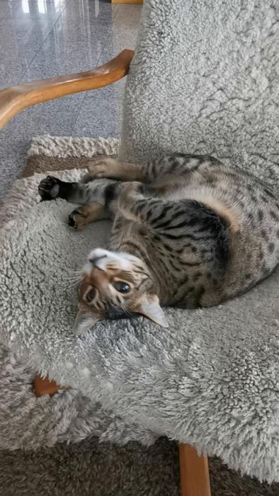 En randig katt vilar i en kurvig position på en grå plyschfåtölj inne i ett rum.