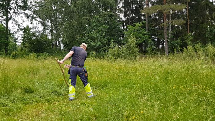 En person i arbetskläder slår långt gräs med en lie i en lummig, grön miljö.