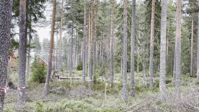 Det är en skog med långa, smala träd, några markerade med rödvita band, och en stuga i bakgrunden.