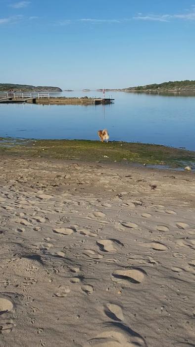 Hund vid vattenkanten, sandig strand förgrunden, brygga och lugnt hav i bakgrunden, klart väder.