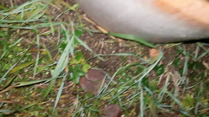 Ett mörkt avloppsrör omgivet av en smutsig, brunt fläckad yta med diverse små skräppartiklar.
